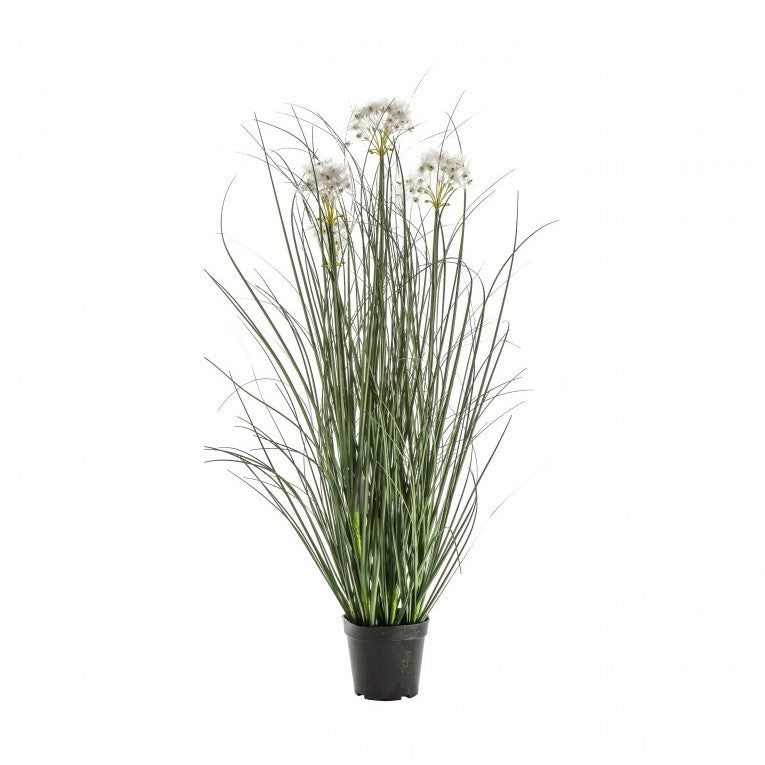 Potted Grass with Four Heads of Natural Beauty-White