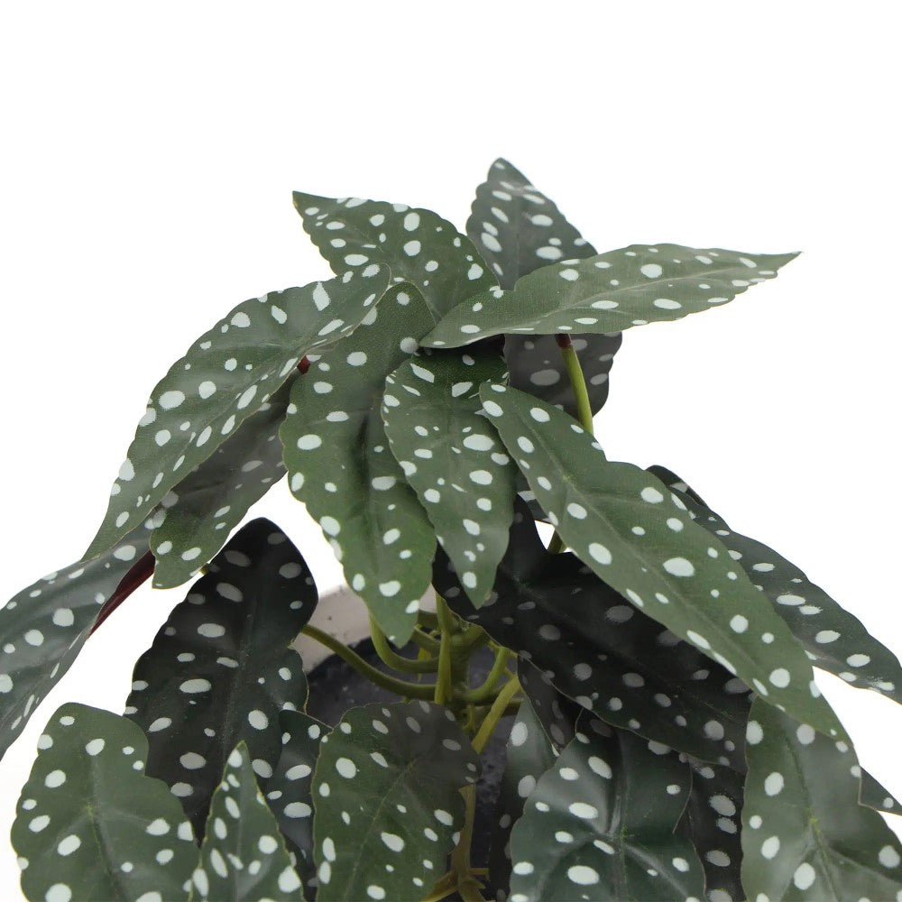Artificial Begonia Maculata Plant 30cms