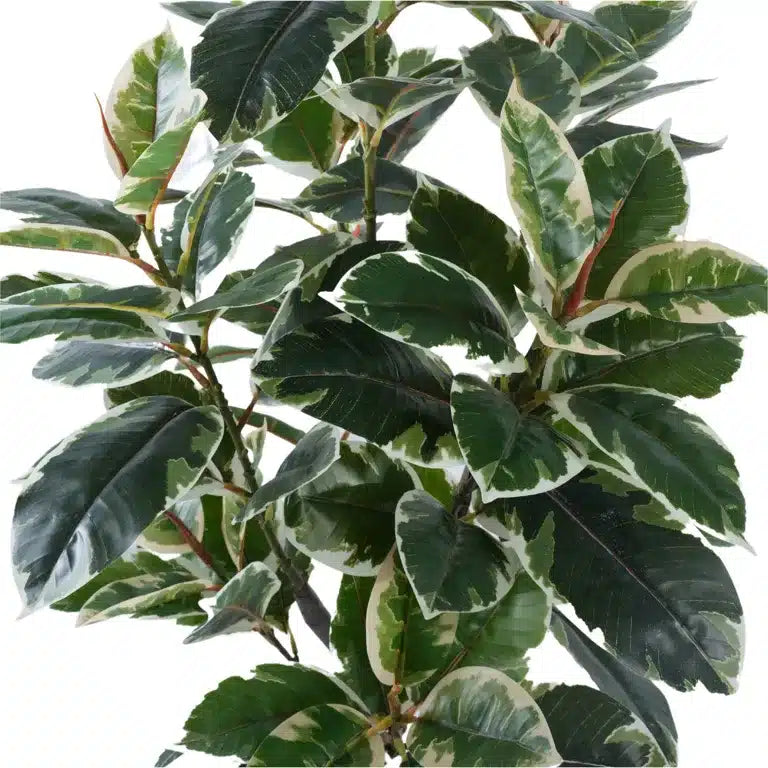 Artificial Bushy Ficus Rubber Tree 120cms