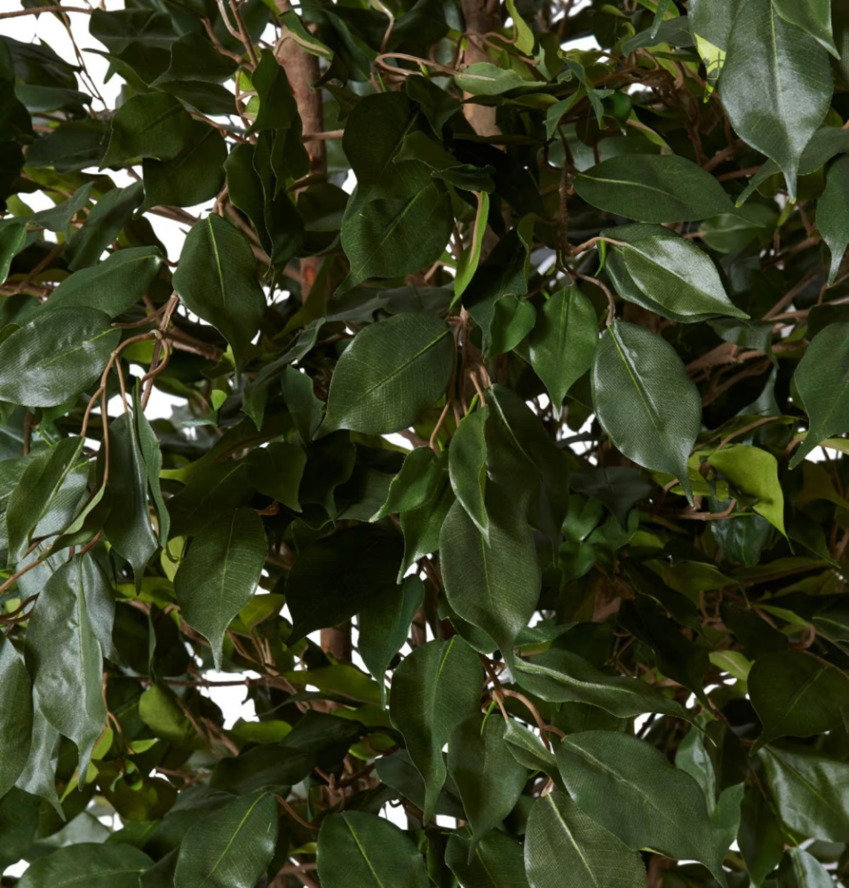 Artificial Outdoor Ficus Alii Tree - 210cms