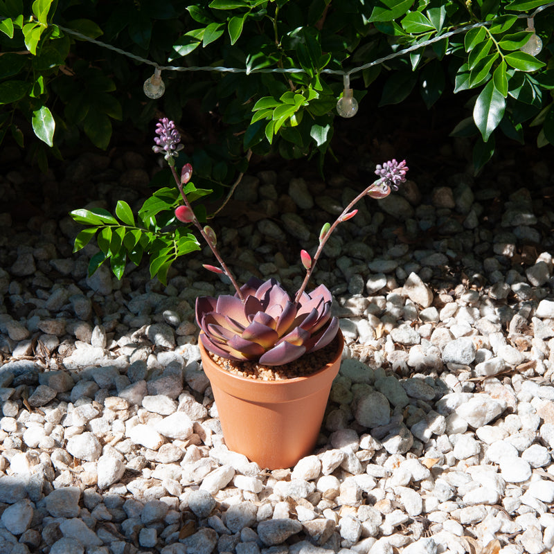 Artificial Plastic Red Lotus Plastic Pot - 29cms