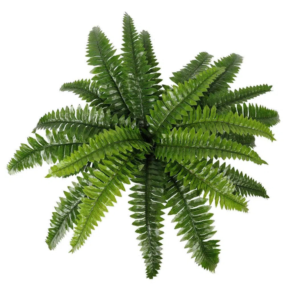 Artificial Potted Fresh Green Boston Fern 50cms
