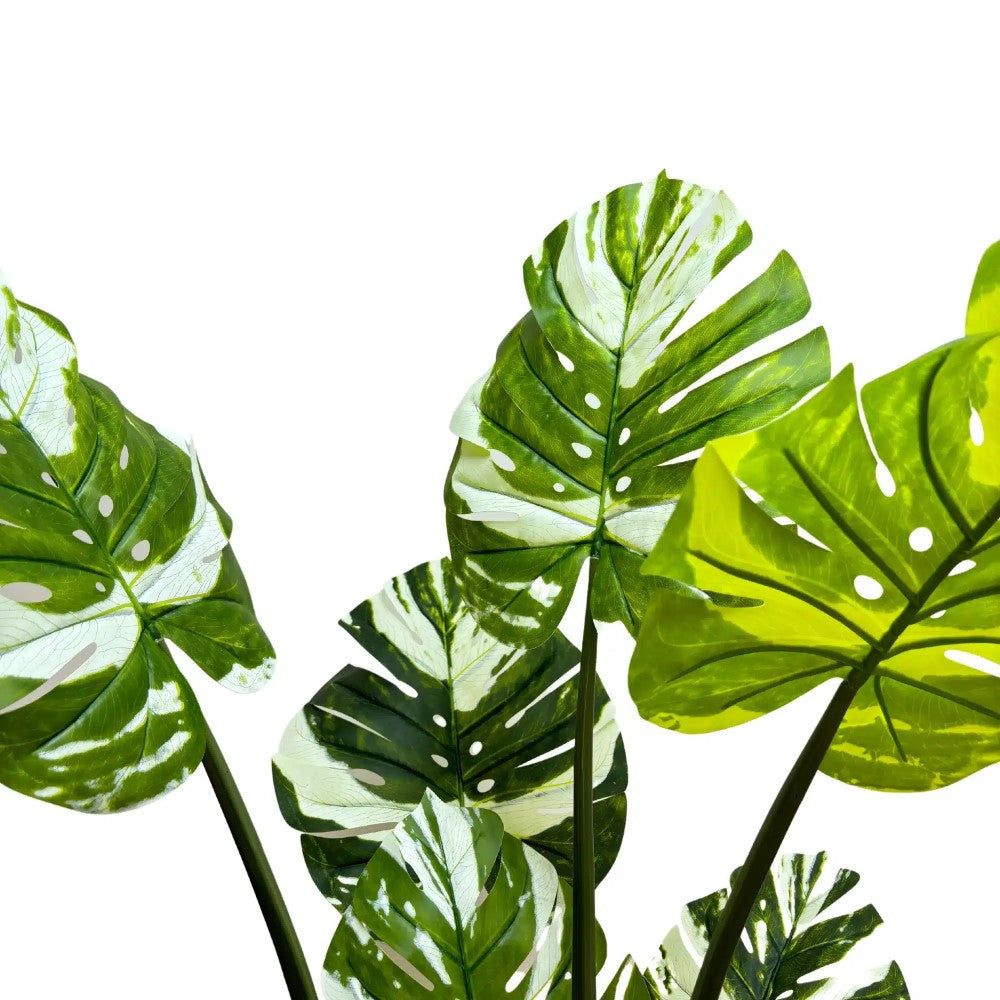 Artificial Potted Monstera Albo 150cms