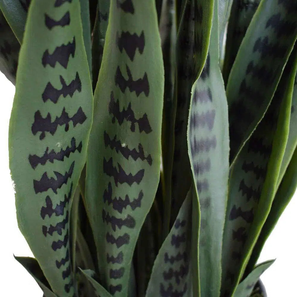 Artificial UV Resistant Snake Plant Sansevieria 100cms
