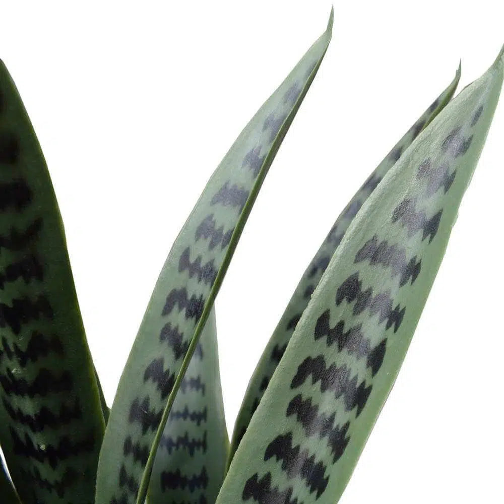 Artificial UV Resistant Snake Plant Sansevieria 60cms