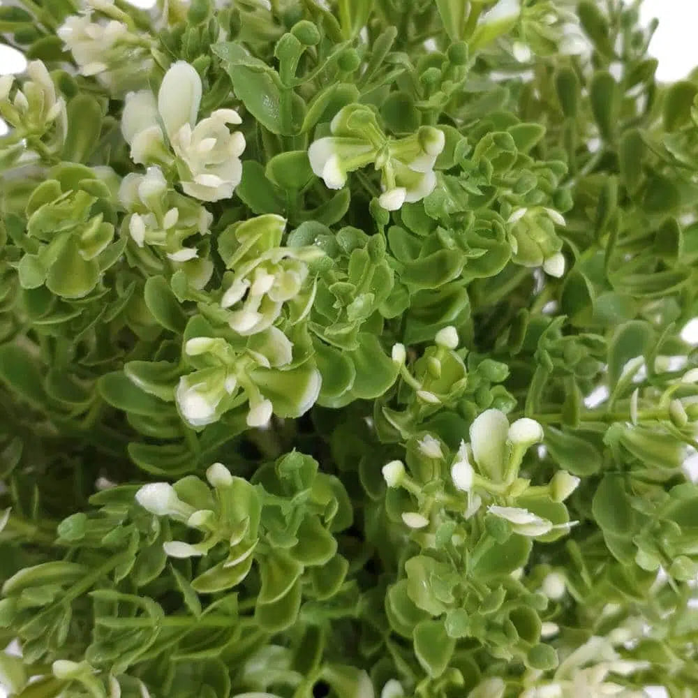 Artificial UV Resistant White Jade Plant 20cms