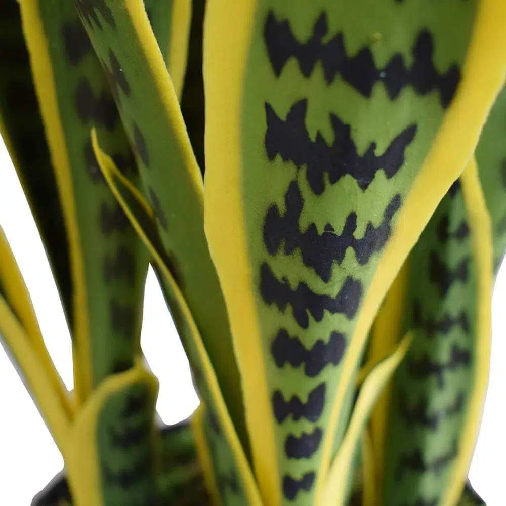 Artificial UV Resistant Yellow Tongue Sansevieria 60cms