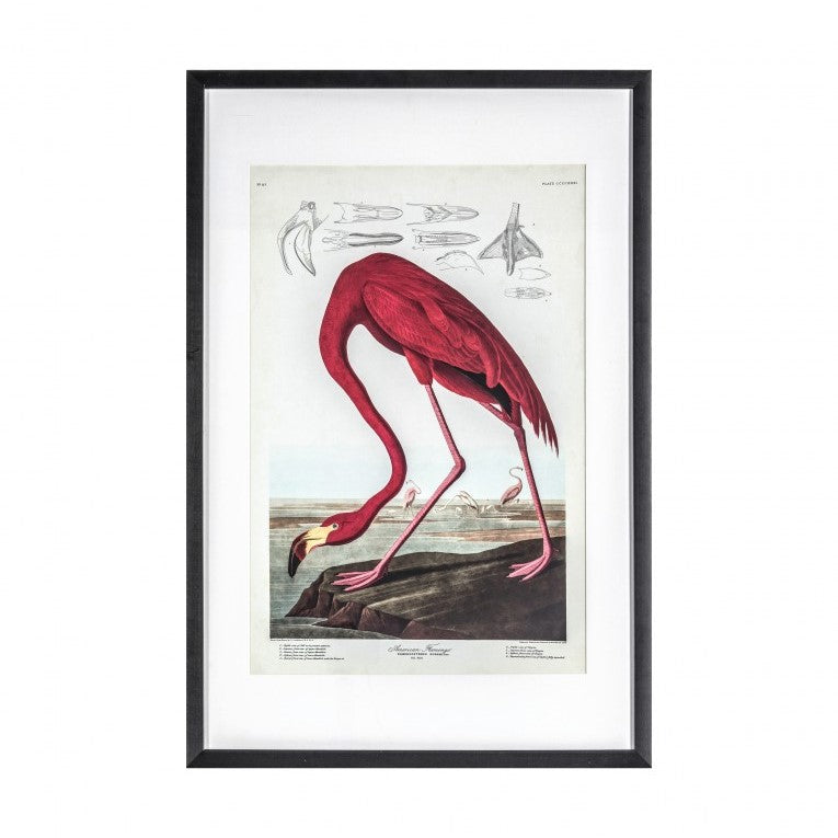 Inquisitive Flamingo Illustration Framed Art