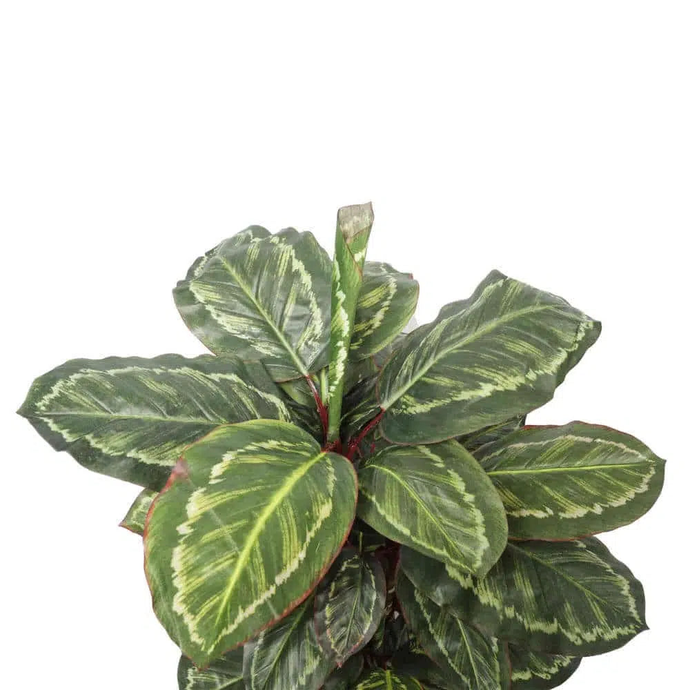 Botanical Artificial Wide Leaf Cordyline Plant 90cms