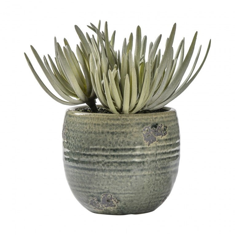 Artificial Crassula Plant in Ceramic Pot