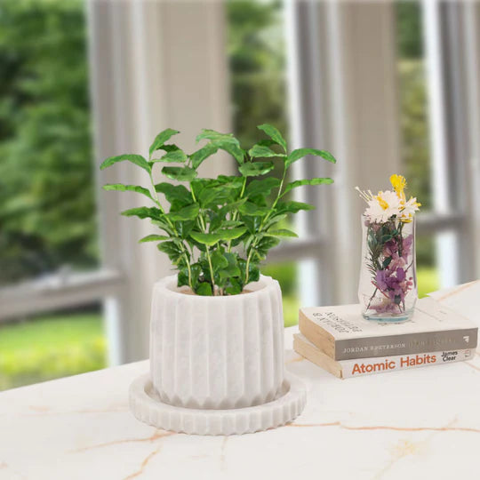 Classic Planter Straight Line Design - 15cm (Available in 2 Colors)