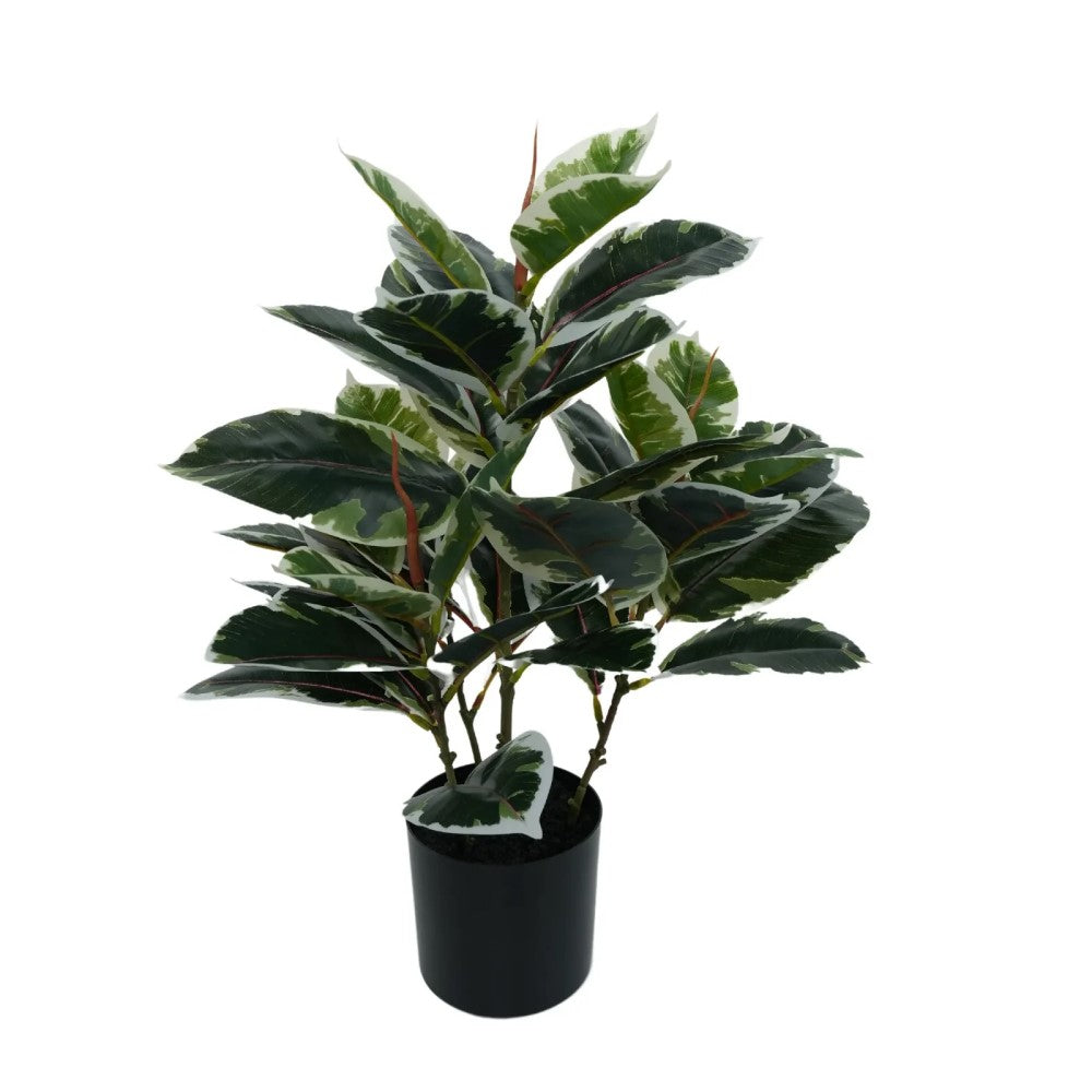 Dense Artificial Bushy Variegated Ficus Tree (Rubber Tree) 50cm