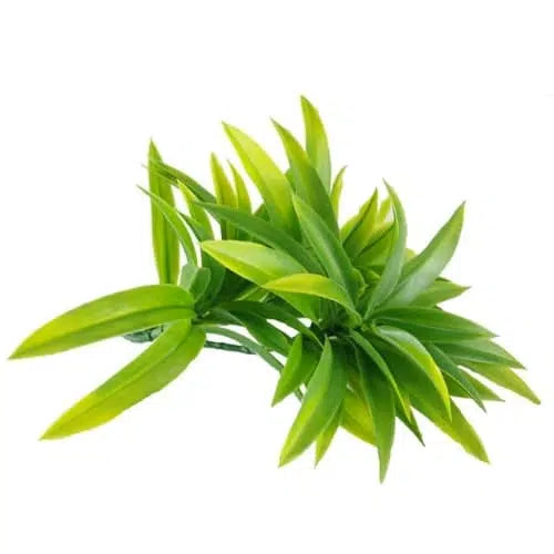 Dracaena UV Resistant Yucca Stem 30cms