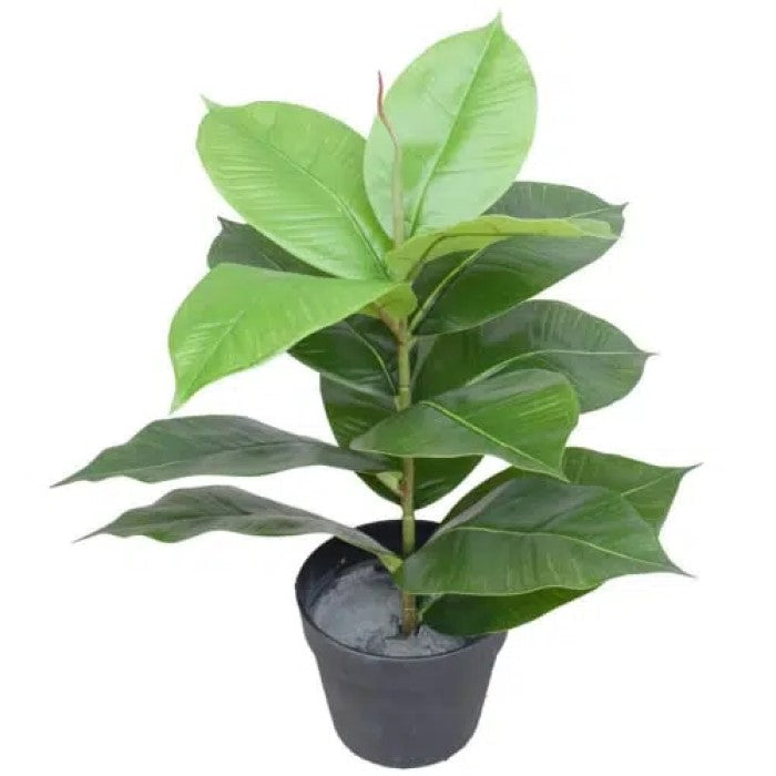 Dreamscape Artificial Potted Rubber Plant 55cms