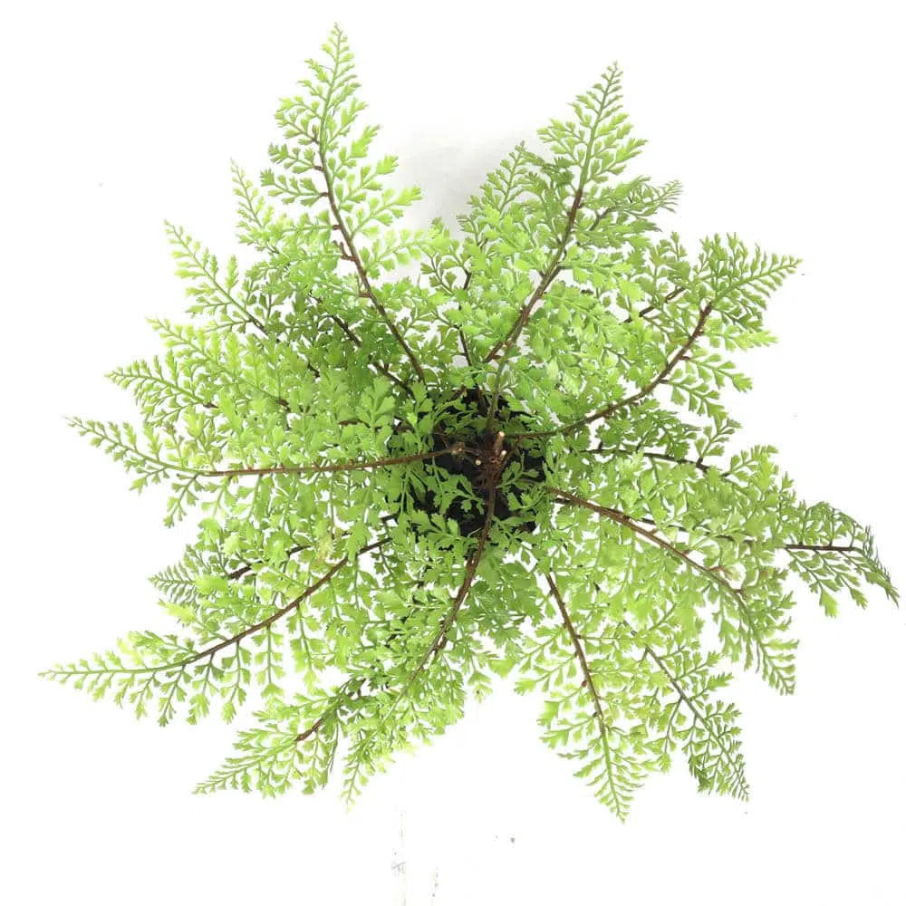 Eco-friendly Faux Small Potted Fern 35cms