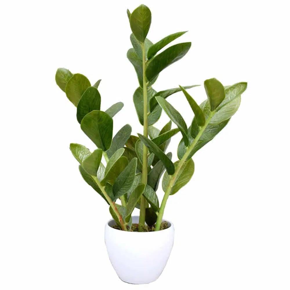 Eden Artificial Potted Zanzibar 60cms