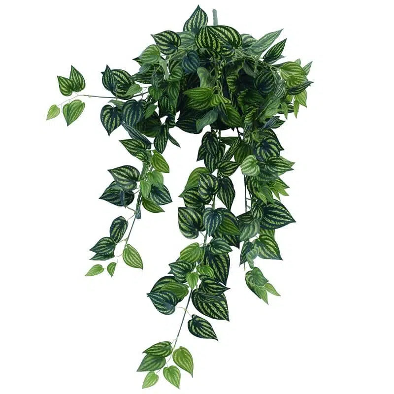 Elegant Mixed Philodendron Garland Bush 100cms