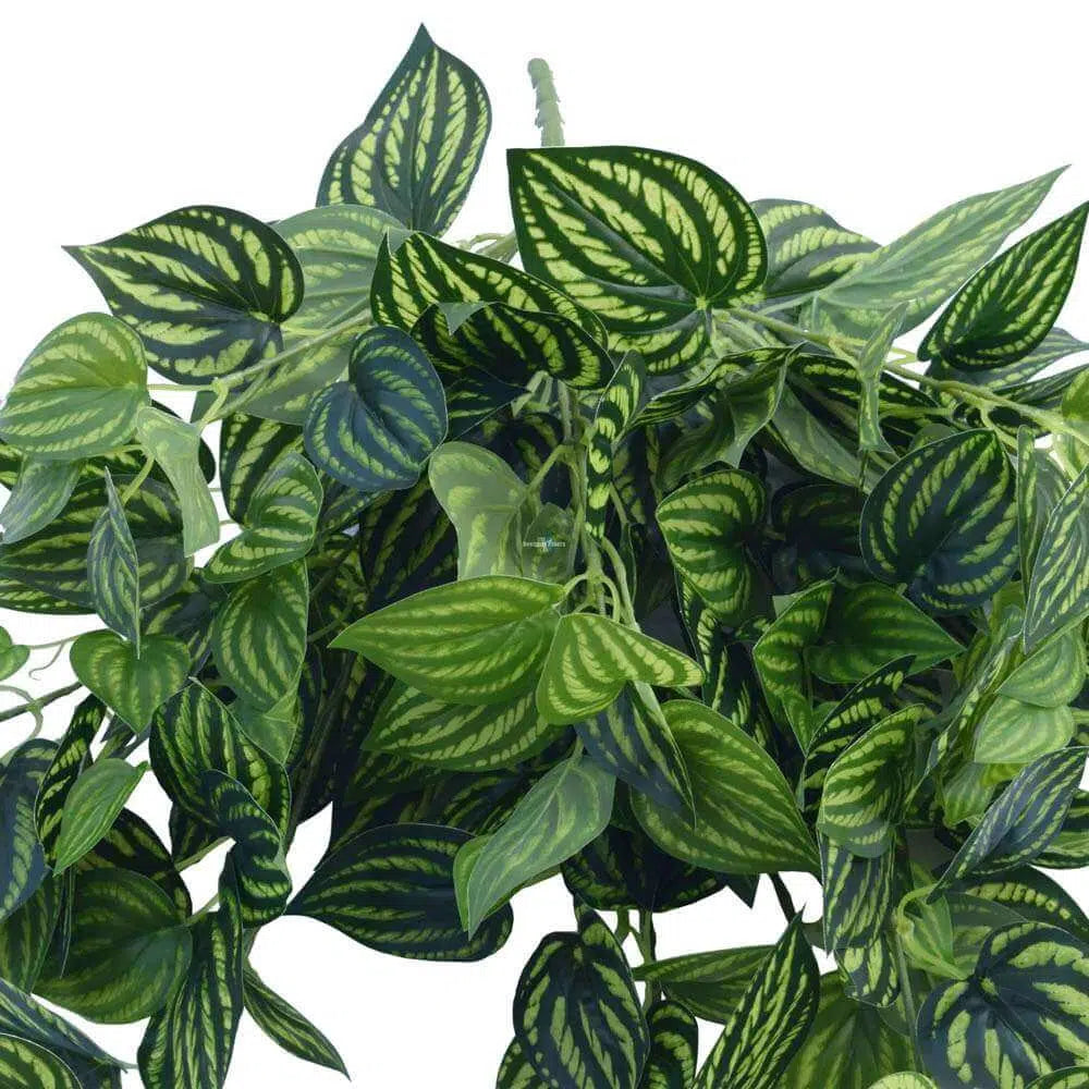 Elegant Mixed Philodendron Garland Bush 100cms