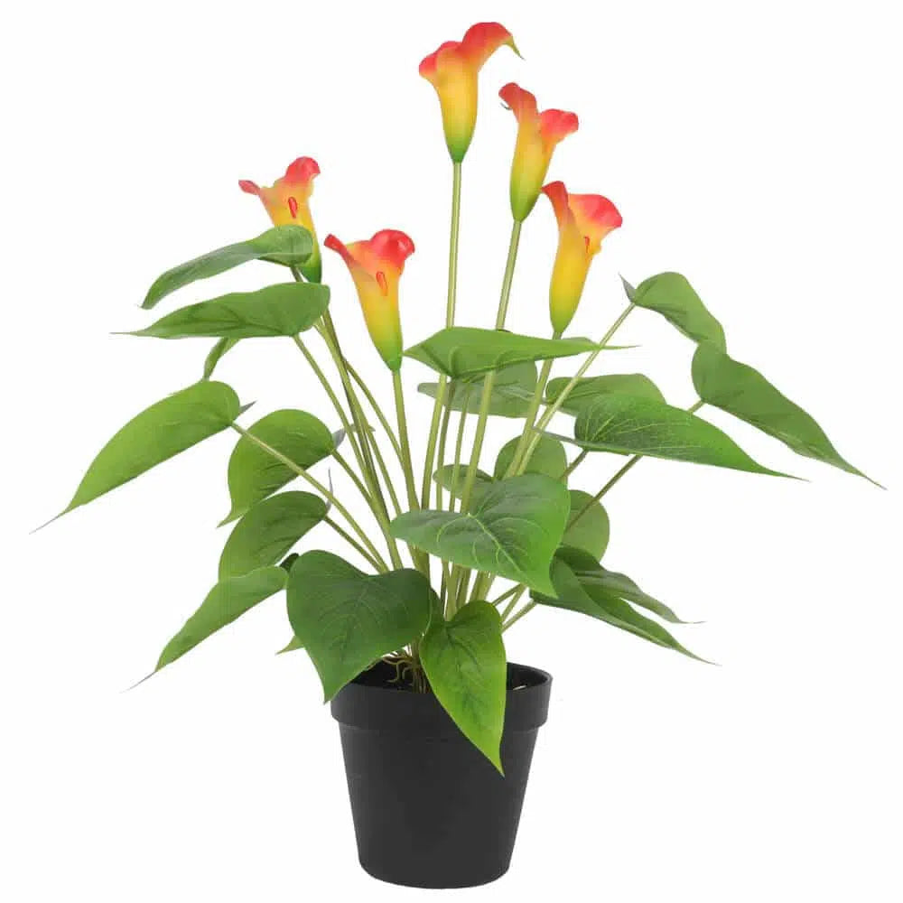 Eternal Flowering White & Orange Peace Lily Plant 50cms