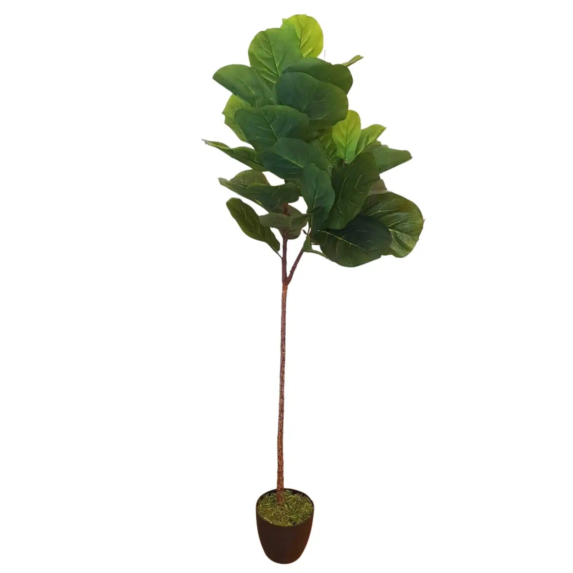 Evergreen Tall Artificial Fiddle Leaf Fig 170cms