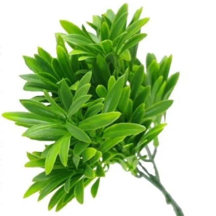 Forever Green Rohdea Stem 27cms