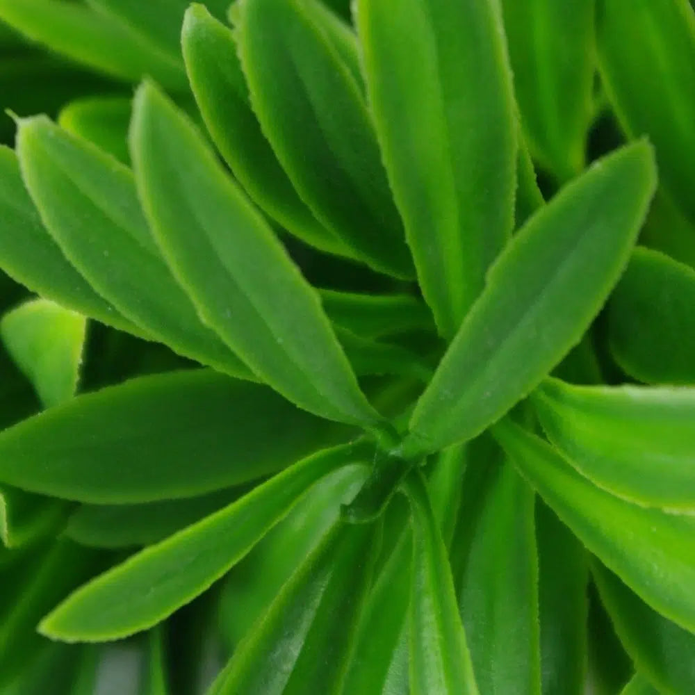 Forever Green Rohdea Stem 27cms