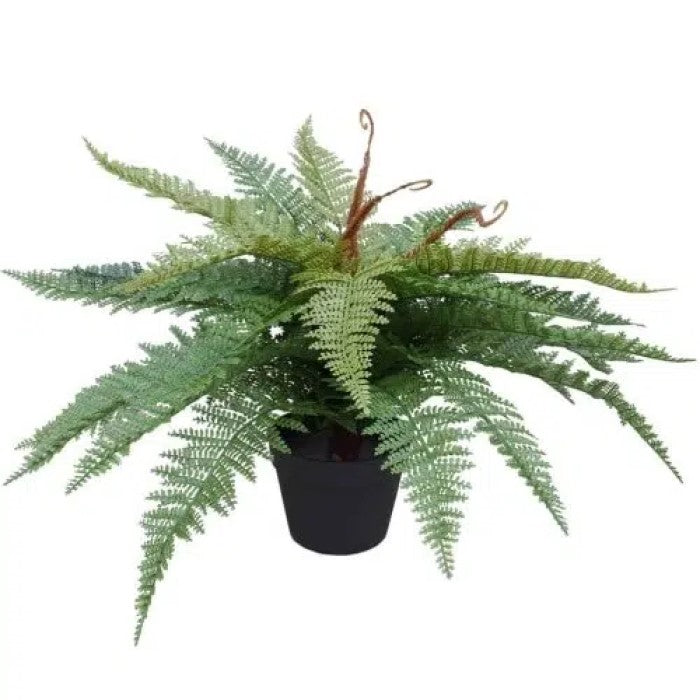 Fresh Artificial Potted Fishtail Fern 55cms