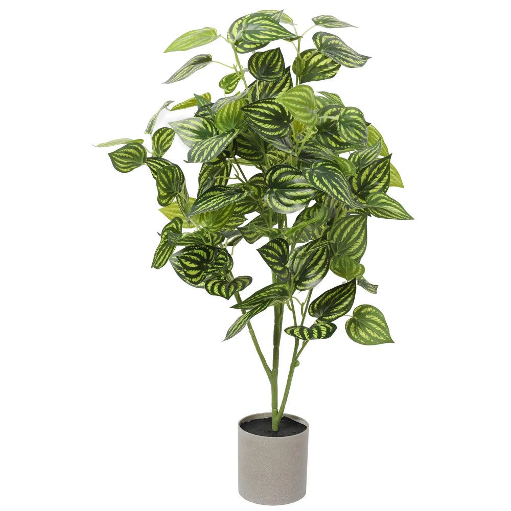 Greenery Bright Mixed Philodendron Plant 70cms