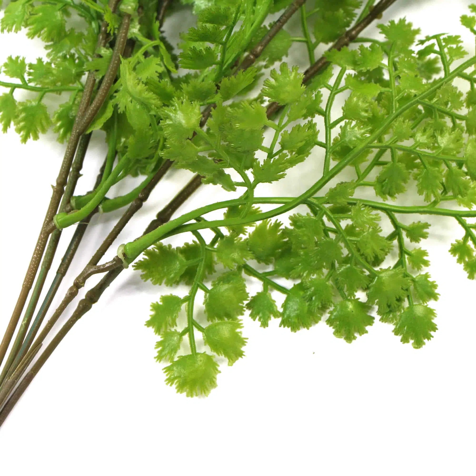 Hanging Native Green Maiden Hair Fern 80cms