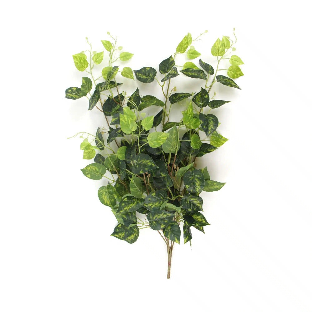 Heart Leaf Philodendron Hanging Creeper 78cms