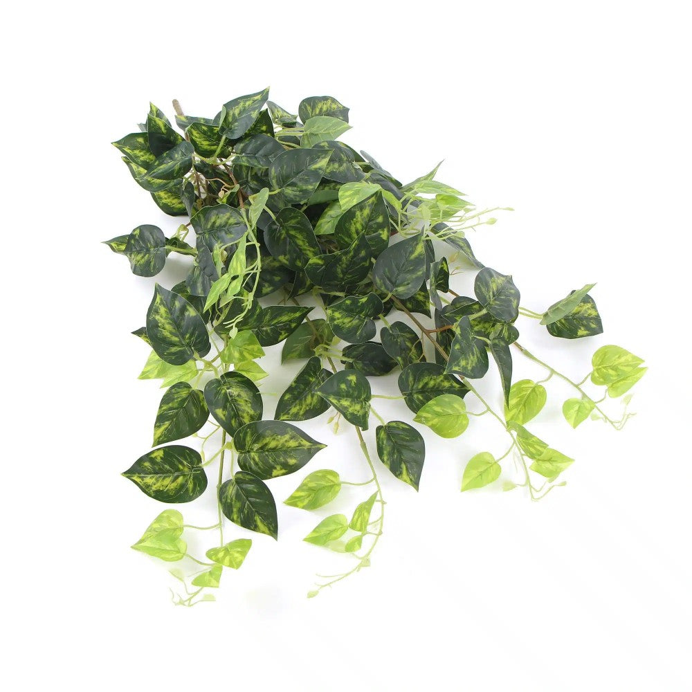 Heart Leaf Philodendron Hanging Creeper 78cms
