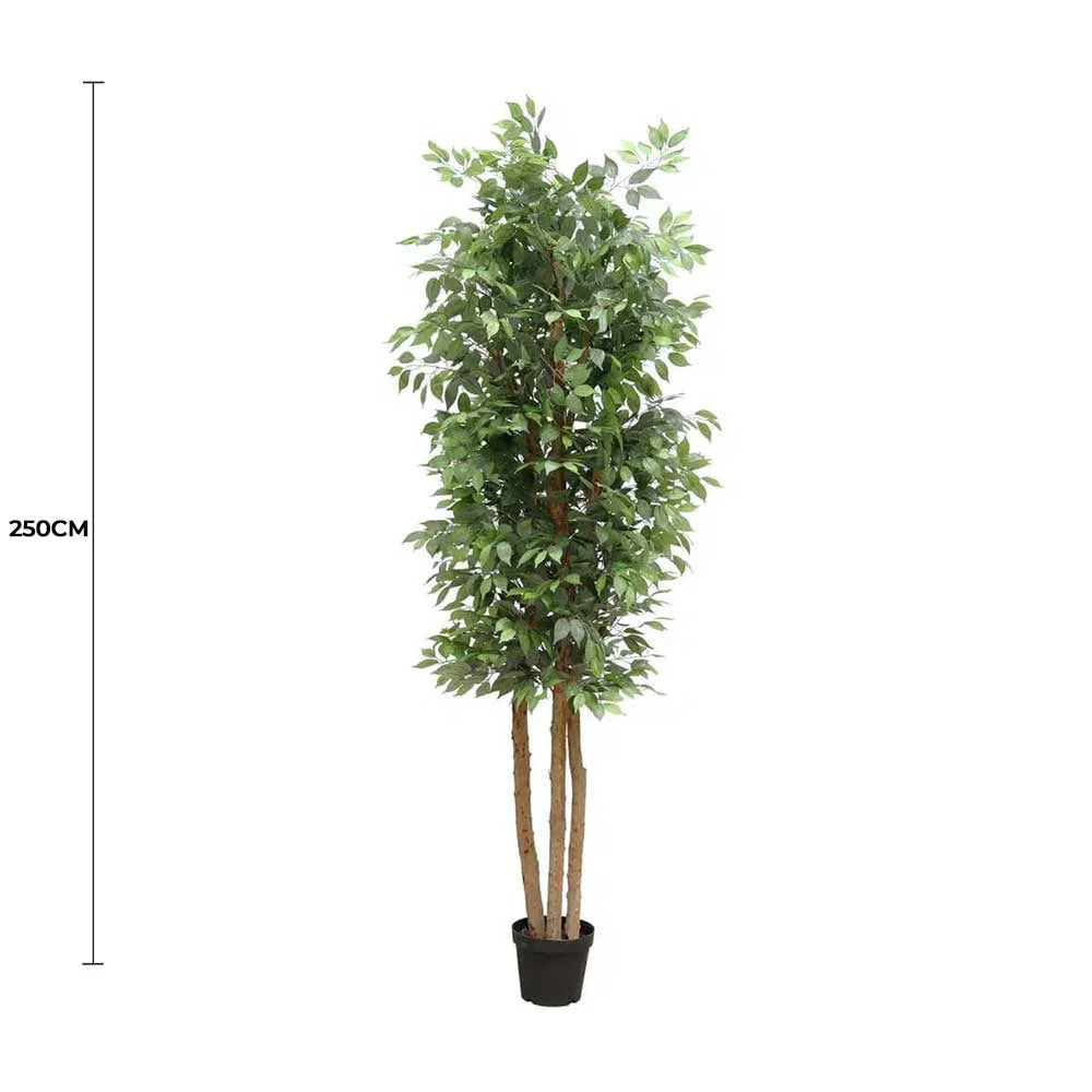 Large Custom-Made Ficus Tree 250cms