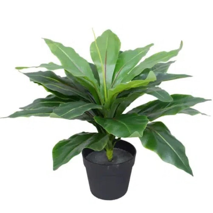 Lifelike Potted Wide Leaf Birds Nest Fern 50cms