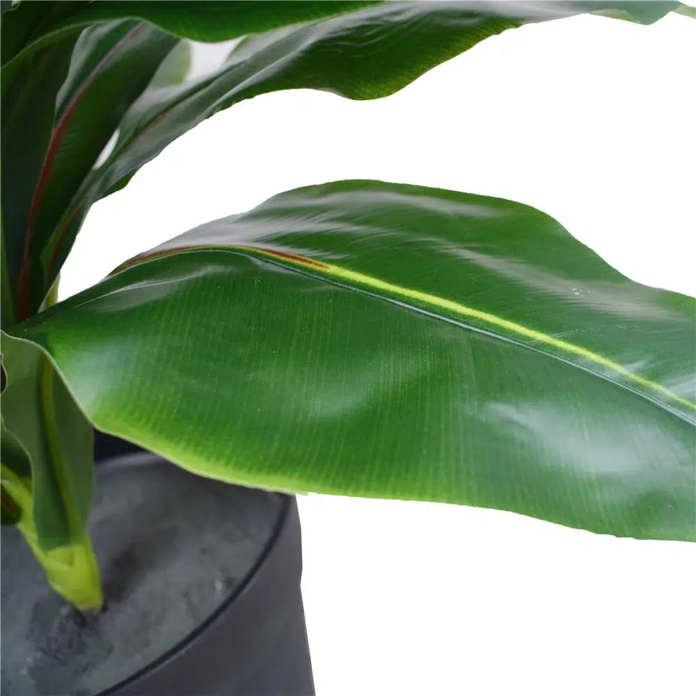 Lifelike Potted Wide Leaf Birds Nest Fern 50cms