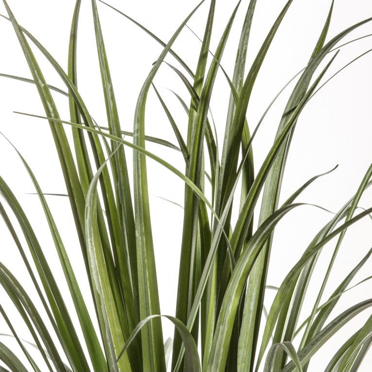 Modern Artificial Dracaena Silver in Cement Pot (Available in 2 Sizes)
