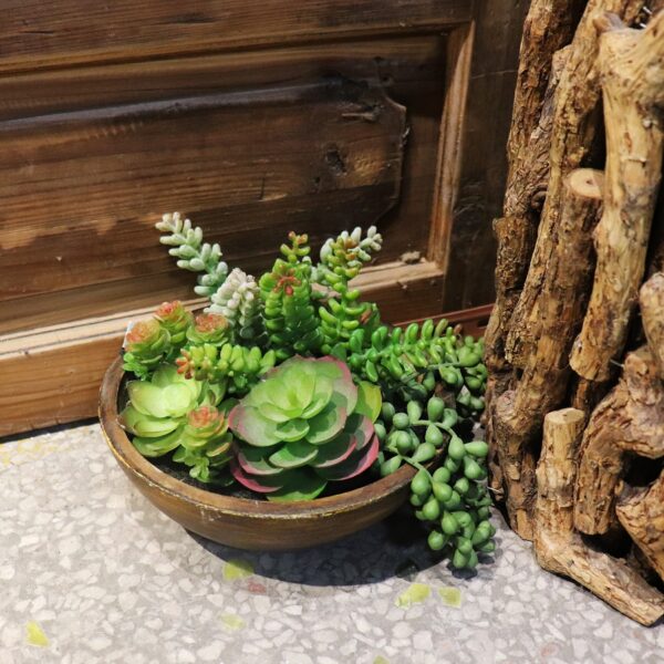 Natural Texture Kaori Mixed Succulent Bowl