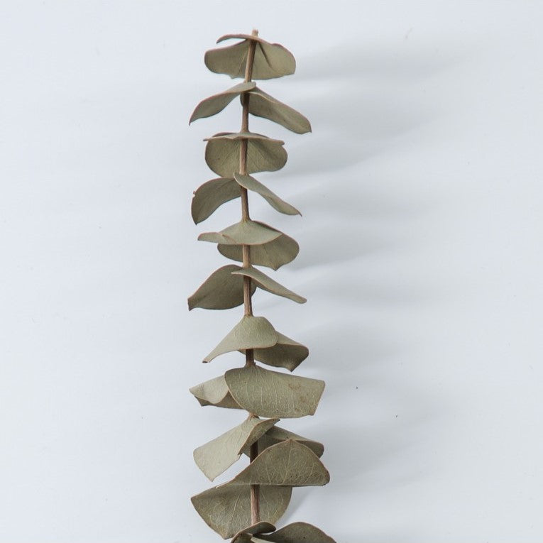 Paper Wrapped Botanical Dried Eucalyptus (Available in 2 Colors)