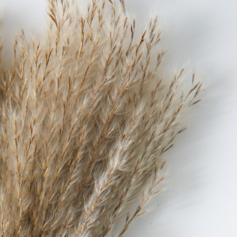 Paper Wrapped Botanical Dried Reed Grass 56cms (Available in 2 Colors)