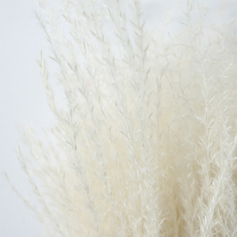 Paper Wrapped Botanical Dried Reed Grass 56cms (Available in 2 Colors)