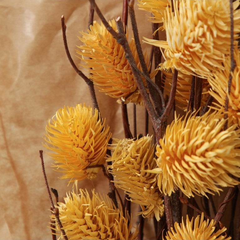 Paper Wrapped Large Botanical Dried Thistle (Available in 4 Colors)