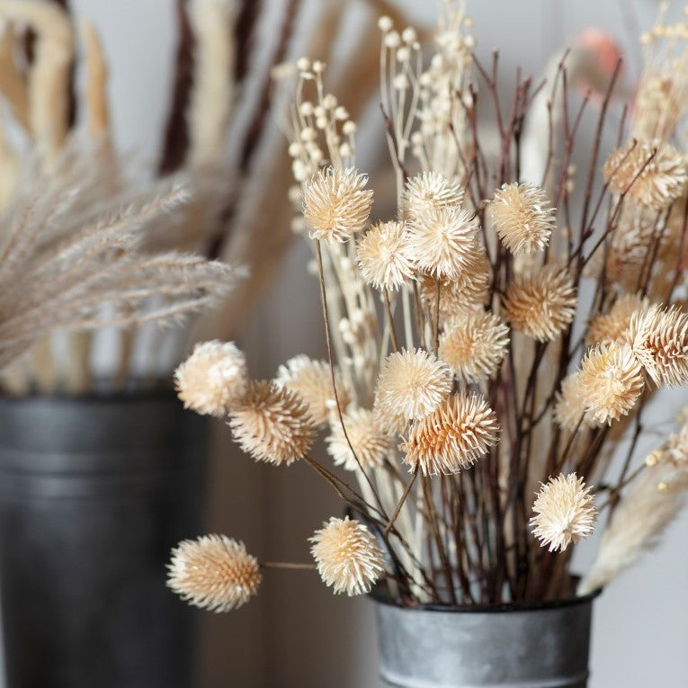 Paper Wrapped Large Botanical Dried Thistle (Available in 4 Colors)