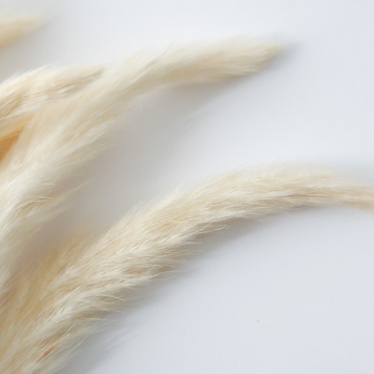 Paper Wrapped Rustic Dried Reed Grass 60cms (Available in 2 Colors)