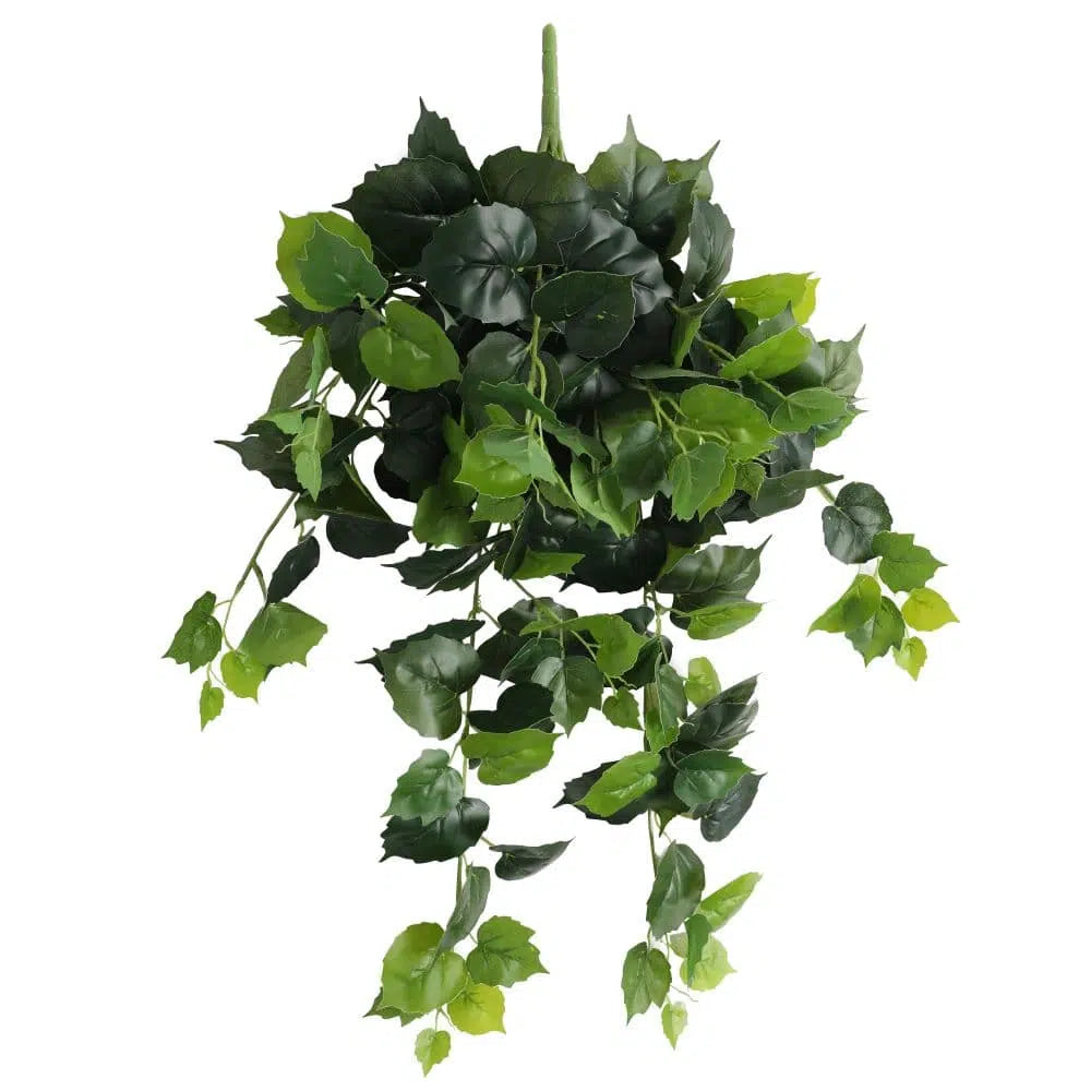 Radiant Variegated Hanging Foliage Bush 100cms