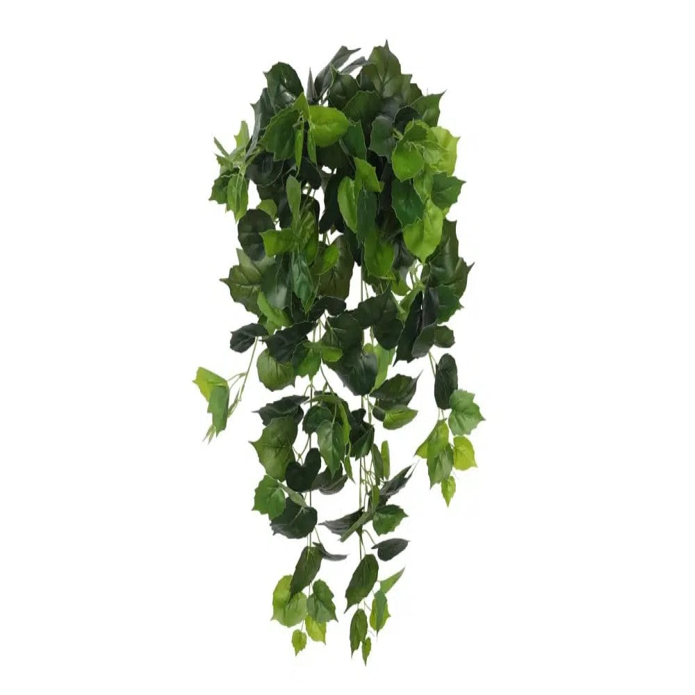 Radiant Variegated Hanging Foliage Bush 100cms