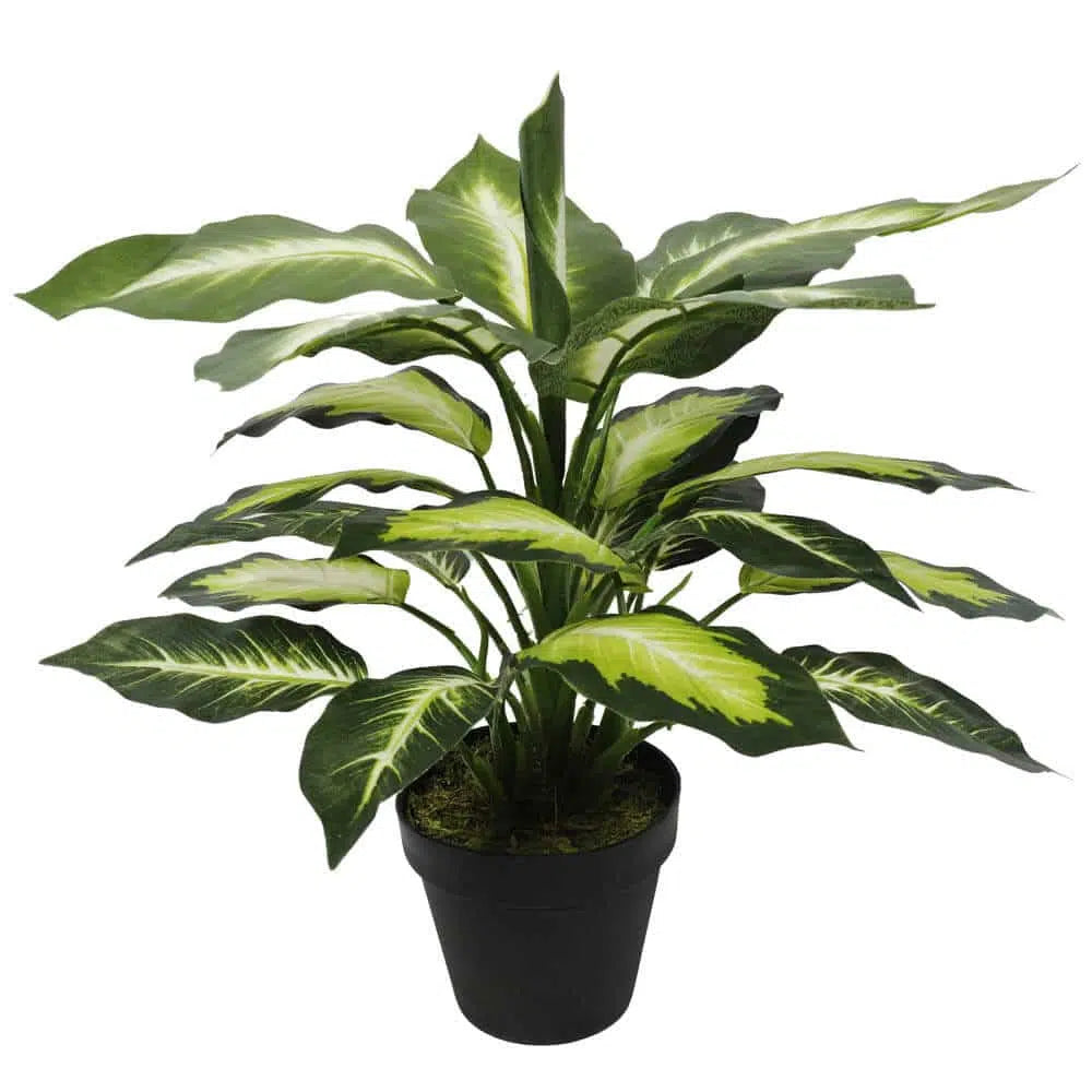 Spring Leopard Lily Dieffenbachia With Pot 40cms
