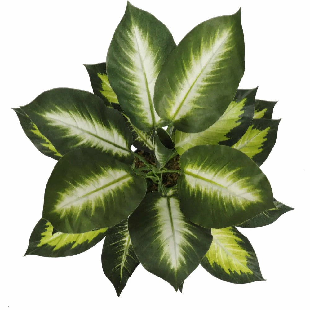 Spring Leopard Lily Dieffenbachia With Pot 40cms