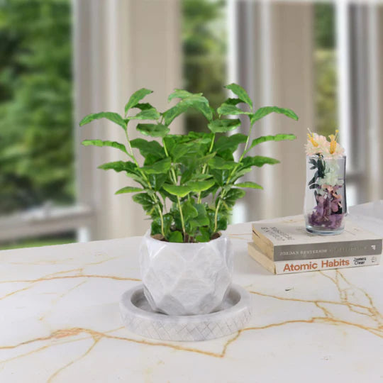 Style Planter Pineapple Design - 10cm (Available in 2 Colors)