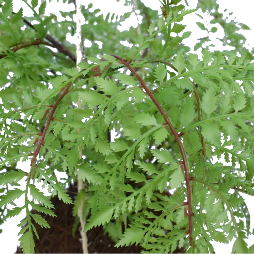 Ultra Luxury Tropical Hanging Fern Ball 55cms