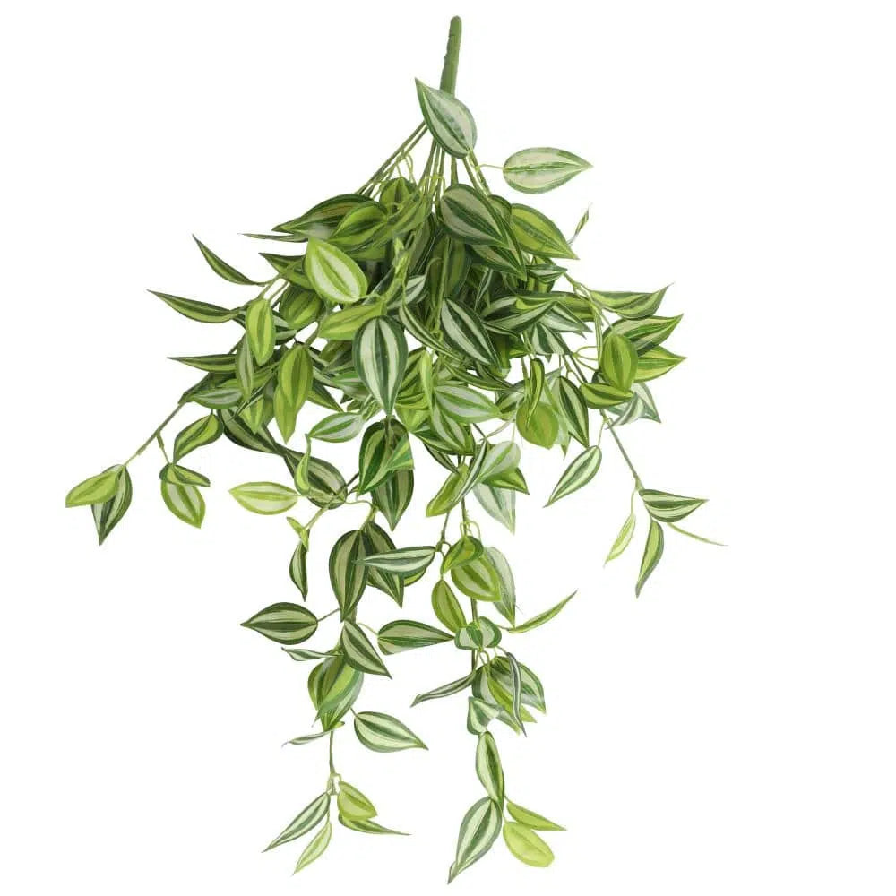 White And Green Hanging Philodendron Bush 80cms