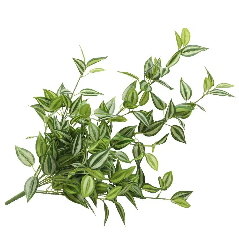 White And Green Hanging Philodendron Bush 80cms